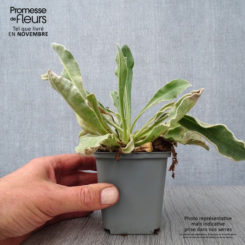 Spécimen de Lychnis coronaria Alba - Coquelourde des jardins blanche Godet de 8/9 cm tel que livré en automne