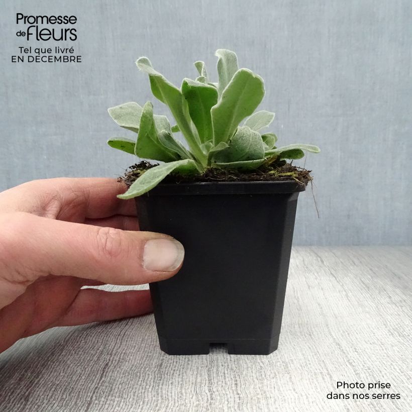 Spécimen de Lychnis coronaria Alba - Coquelourde des jardins blanche Godet de 8/9 cm tel que livré en hiver