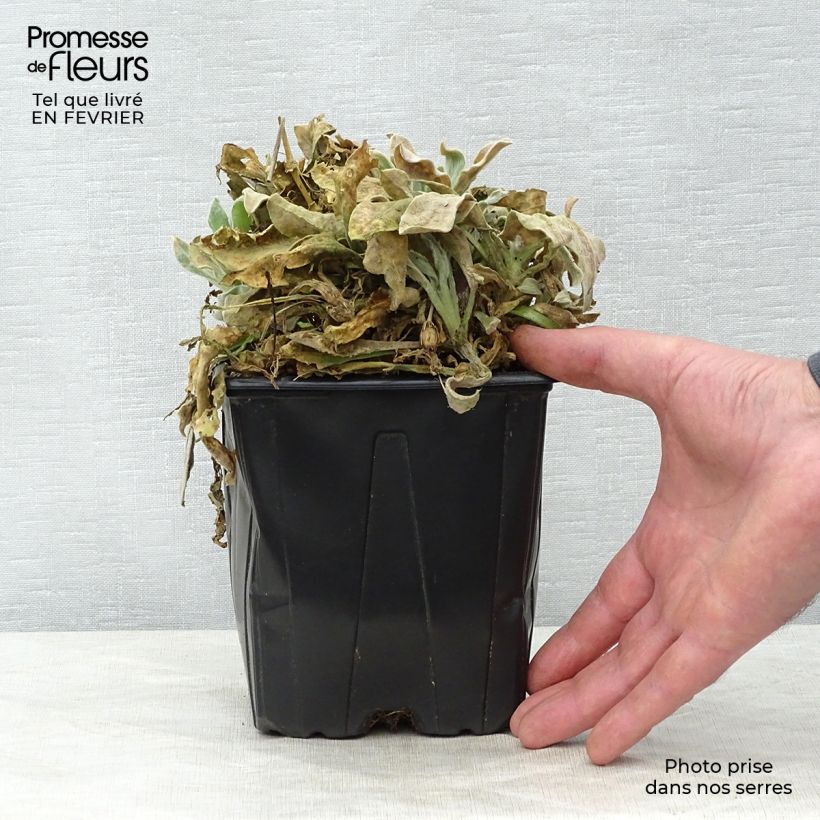 Spécimen de Lychnis coronaria Alba - Coquelourde des jardins blanche Pot de 2L/3L tel que livré en hiver