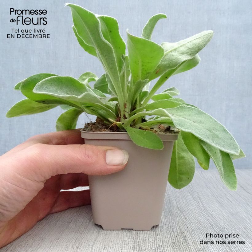 Spécimen de Lychnis coronaria Angel's Blush (Oculata) Godet de 8/9 cm tel que livré en hiver