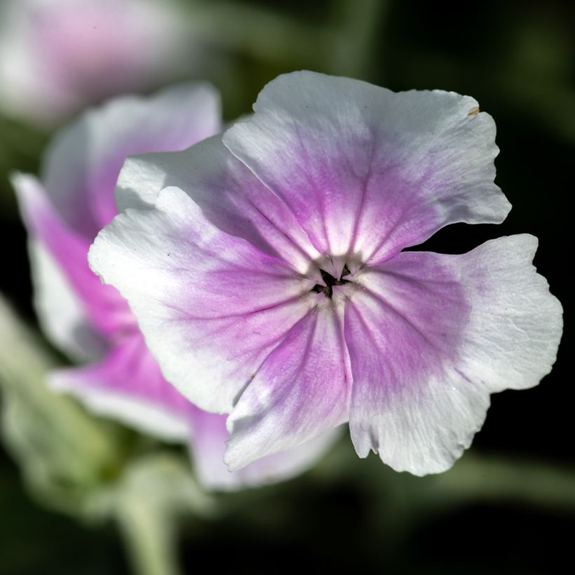 Lychnis coronaria Angel's Blush (Oculata) (Floraison)