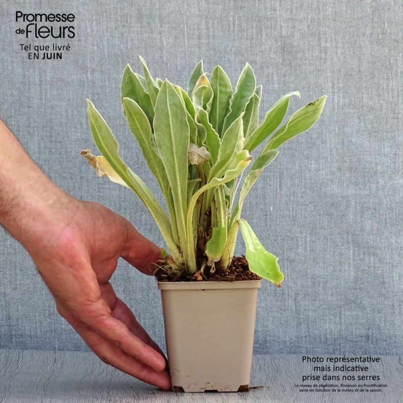Spécimen de Lychnis coronaria Angel's Blush (Oculata) Godet de 8/9 cm tel que livré en été
