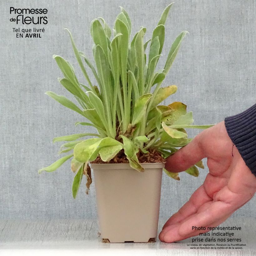 Spécimen de Lychnis coronaria Angel's Blush (Oculata) Godet de 8/9 cm tel que livré au printemps