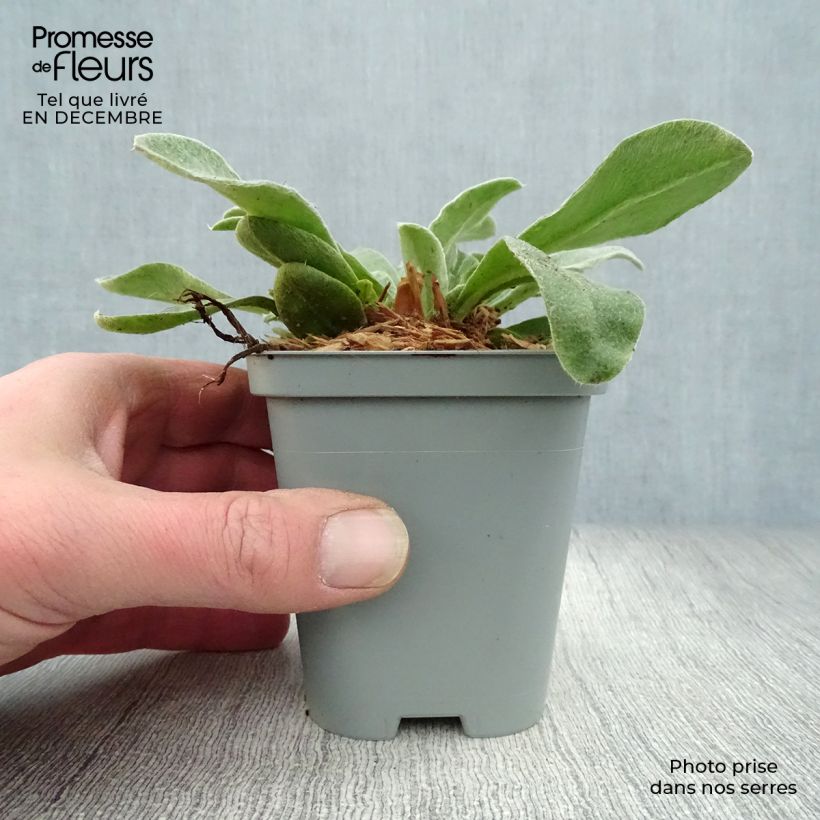 Spécimen de Lychnis coronaria Atrosanguinea - Coquelourde des Jardins Godet de 8/9 cm tel que livré en hiver