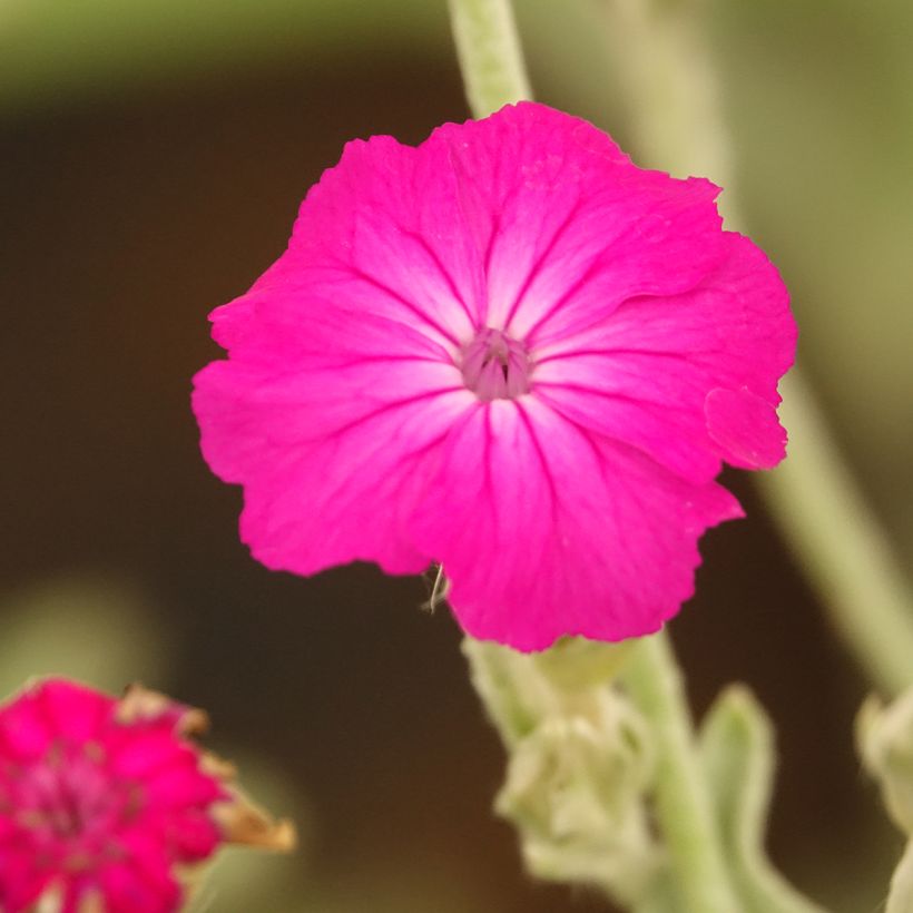 Lychnis coronaria - Coquelourde des Jardins (Floraison)