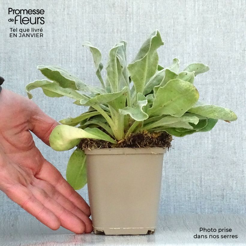 Spécimen de Lychnis coronaria Gardener s World - Coquelourde des jardins double Godet de 8/9 cm tel que livré en hiver