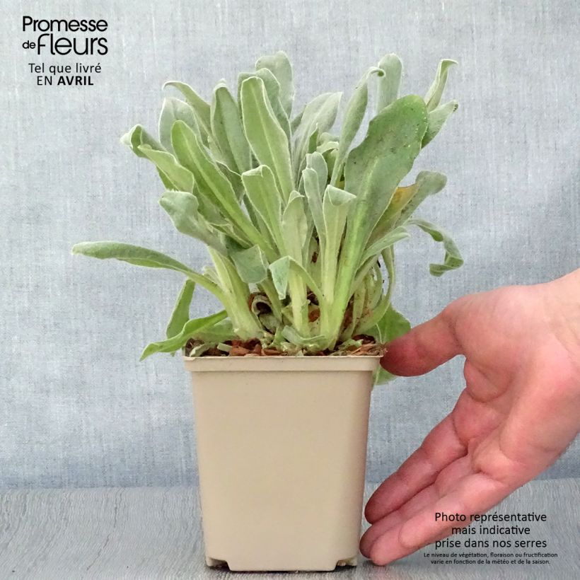 Spécimen de Lychnis coronaria Gardener s World - Coquelourde des jardins double Godet de 8/9 cm tel que livré au printemps