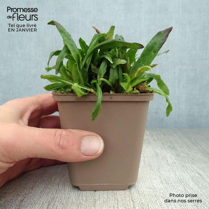 Spécimen de Lychnis flos cuculi Jenny - Oeillet des prés rose  Godet de 7/8 cm tel que livré en hiver