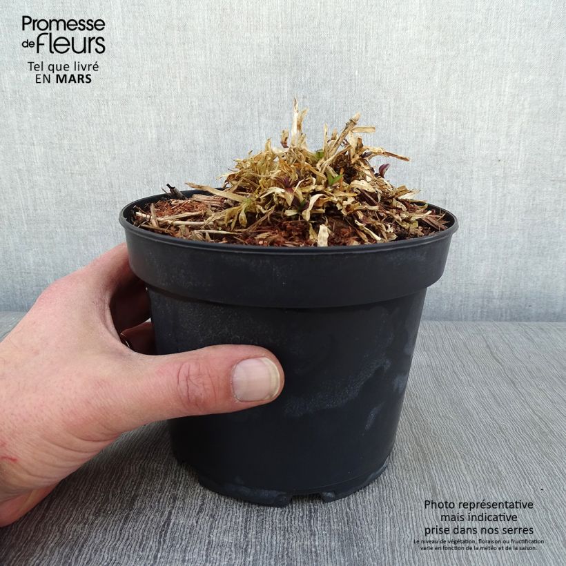 Spécimen de Lychnis flos cuculi Jenny - Oeillet des prés rose  Pot de 2L/3L tel que livré en hiver