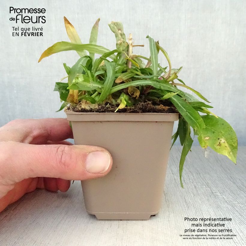 Spécimen de Lychnis flos-cuculi - Oeillet des près Godet de 8/9 cm tel que livré en hiver