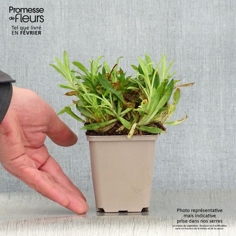 Spécimen de Lychnis flos-cuculi Petit Henri - Oeillet des prés blanc Godet de 8/9 cm tel que livré en hiver