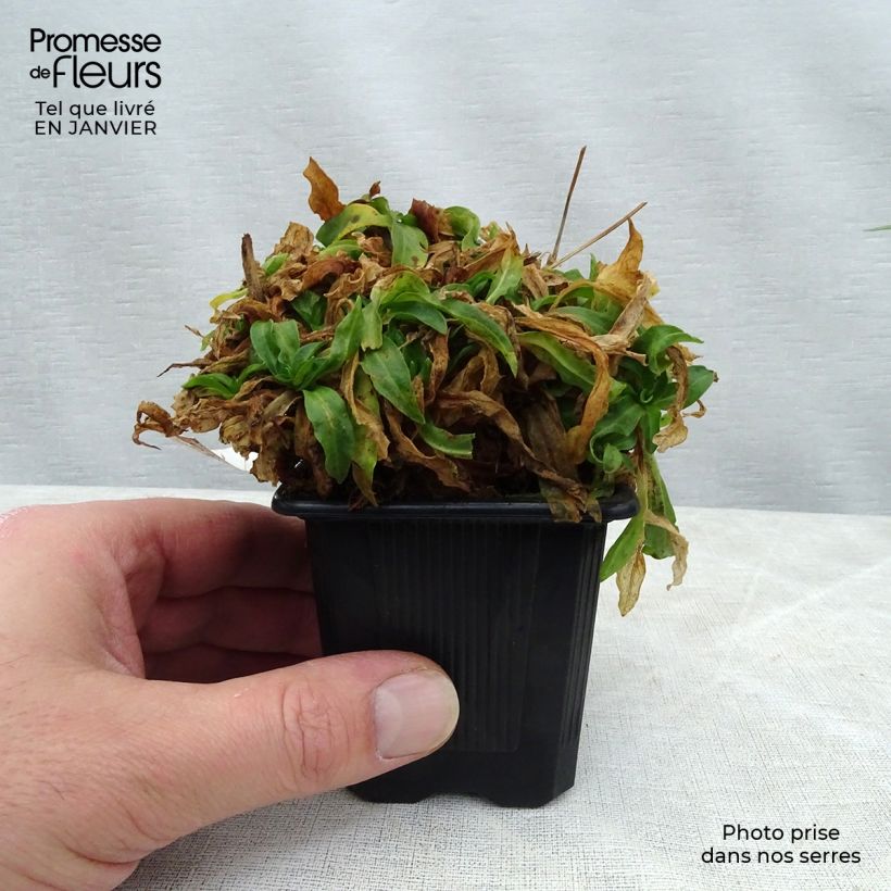 Spécimen de Lychnis flos-cuculi White Robin - Oeillet des prés blanc Godet de 7/8 cm tel que livré en hiver