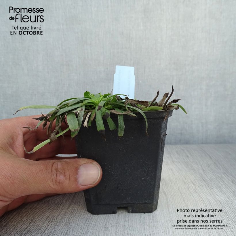 Spécimen de Lychnis viscaria Plena - Attrape-mouches à fleurs doubles Godet de 8/9 cm tel que livré en automne
