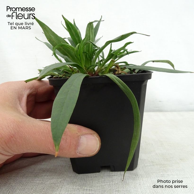 Spécimen de Lychnis viscaria Splendens - Attrape-mouches Godet de 8/9 cm tel que livré au printemps