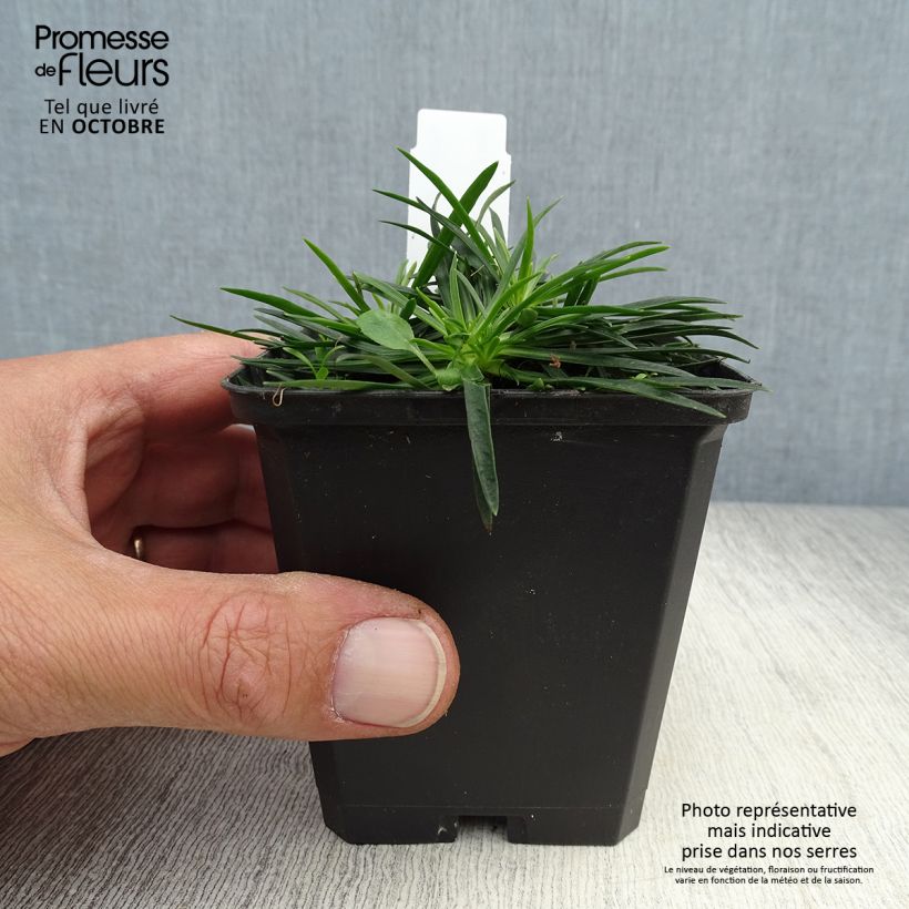Spécimen de Lychnis viscaria Splendens - Attrape-mouches Godet de 8/9 cm tel que livré en automne