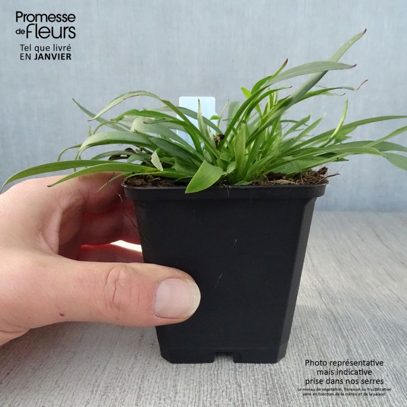 Spécimen de Lychnis viscaria Splendens - Attrape-mouches Godet de 8/9 cm tel que livré en hiver