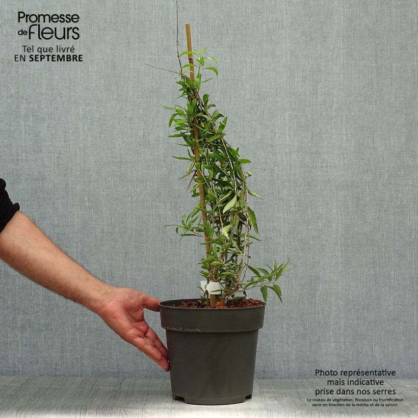Spécimen de Goji Amber Sweet - Lycium barbarum Pot de 4L/5L, Touffe tel que livré en automne