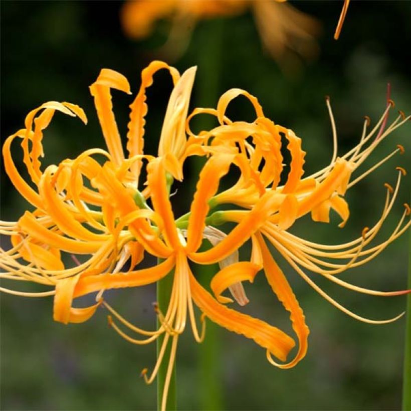 Lycoris aurea - Lis araignée jaune. (Floraison)