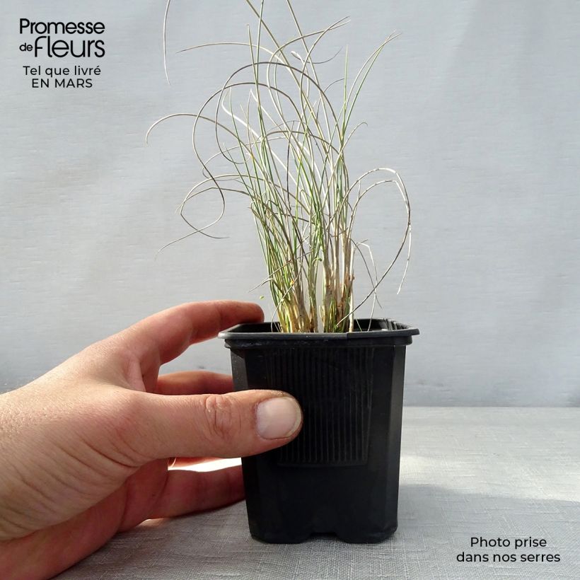 Lygeum spartum - Sparto steppico Vasetto da 8/9 cm esemplare consegnato in primavera