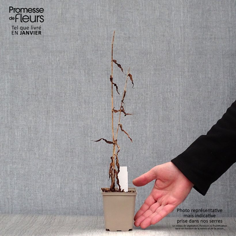 Spécimen de Lys orchidée - Tricyrtis formosana Dark Beauty Godet de 8/9 cm tel que livré en hiver