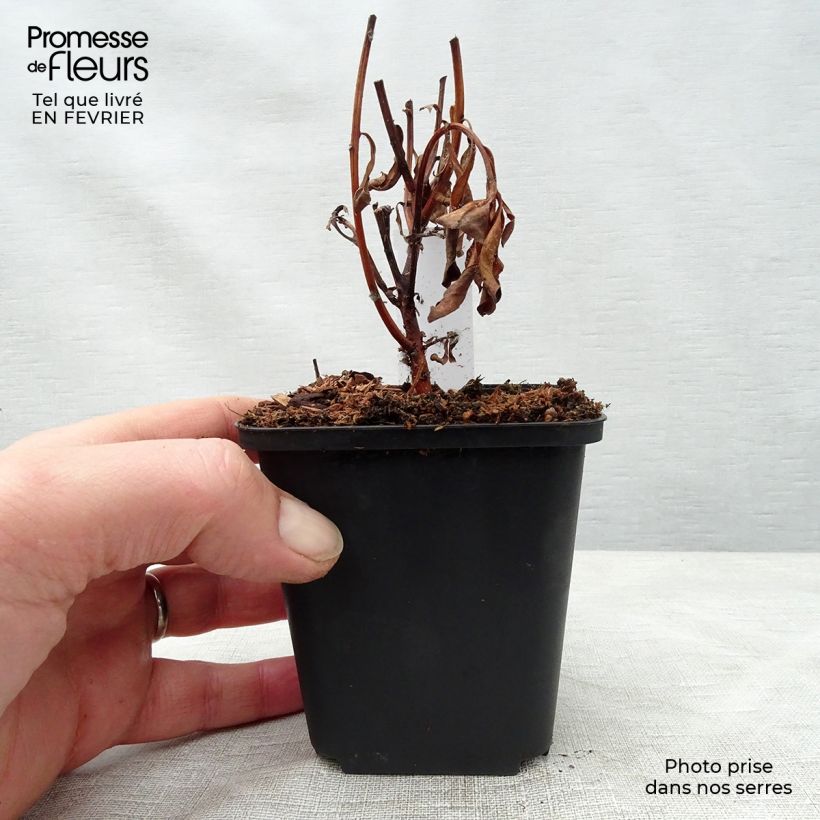 Spécimen de Lysimachia barystachys, Lysimaque Godet de 8/9 cm tel que livré en hiver