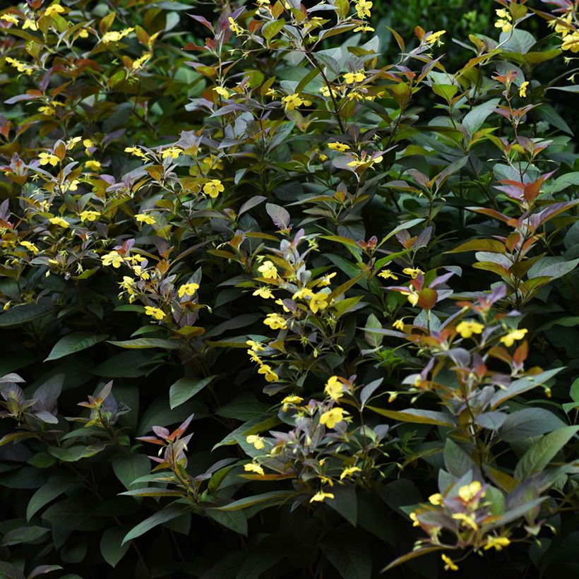 Lysimachia ciliata Fire Cracker (Port)