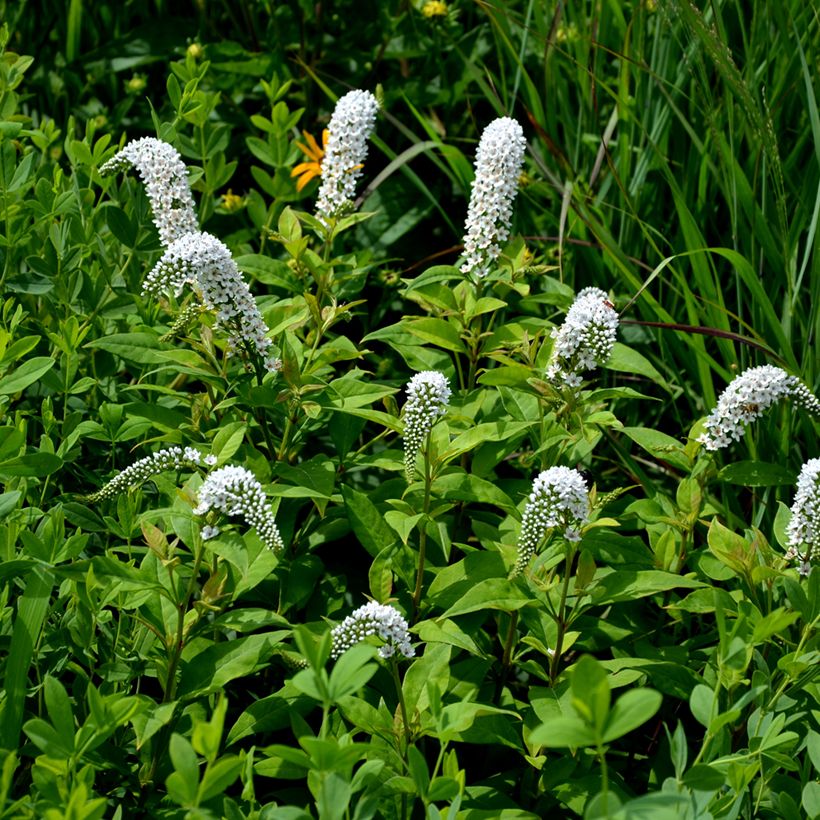 Lysimachia clethroïdes - Lysimaque de chine (Port)