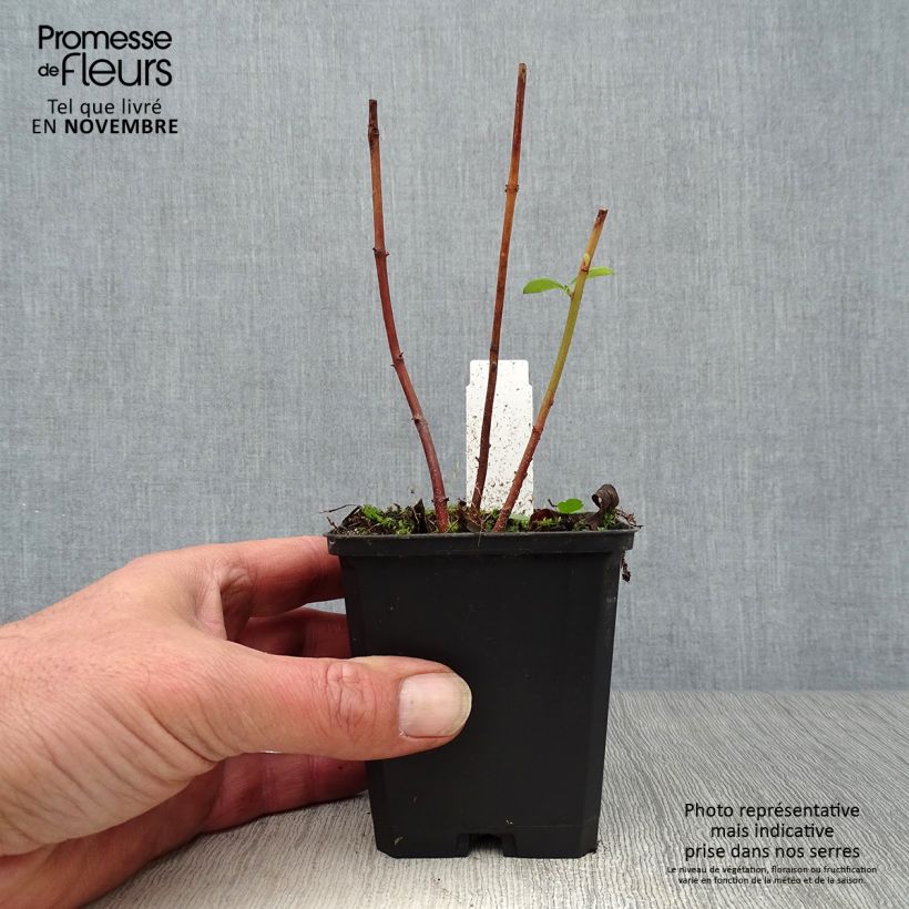 Spécimen de Lysimachia clethroïdes - Lysimaque de chine Godet de 8/9 cm tel que livré en automne