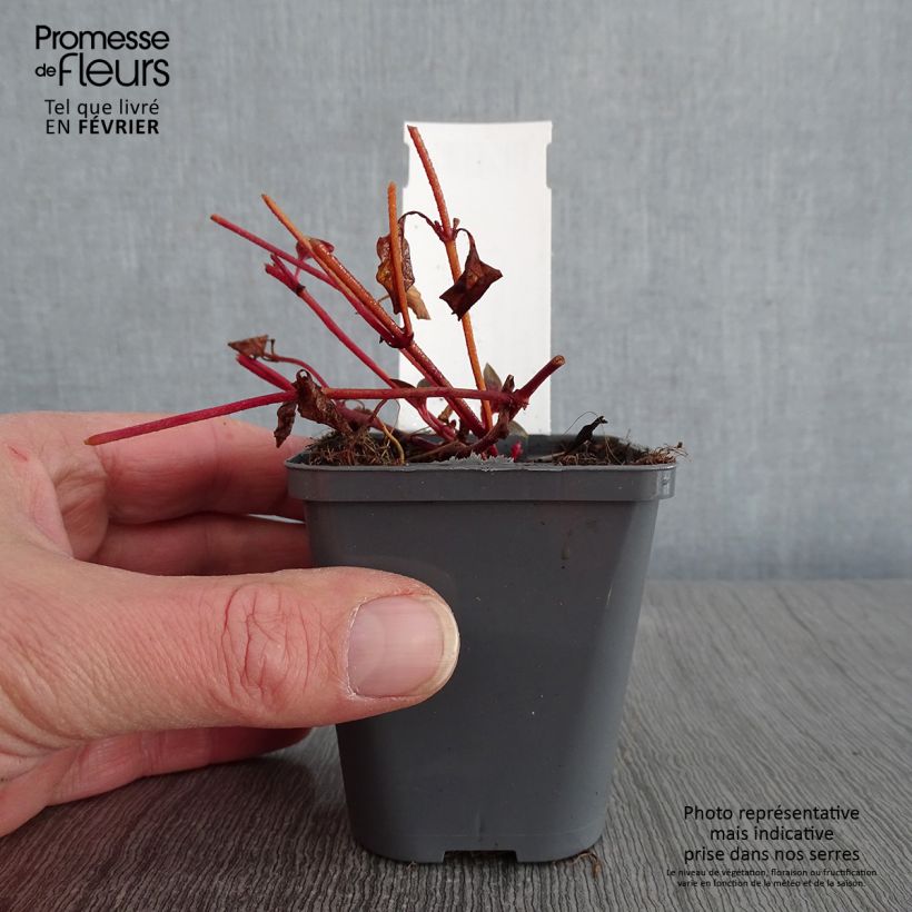 Spécimen de Lysimachia congestiflora - Lysimache  Godet de 8/9 cm tel que livré en hiver