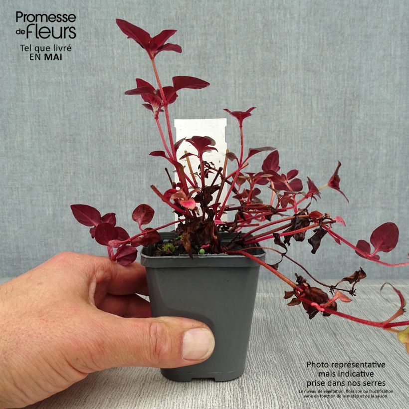 Spécimen de Lysimachia congestiflora - Lysimache  Godet de 8/9 cm tel que livré au printemps