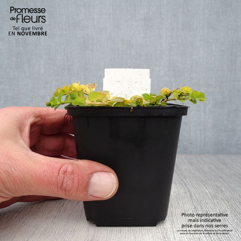 Spécimen de Lysimachia nummularia aurea Godet de 8/9 cm tel que livré en automne