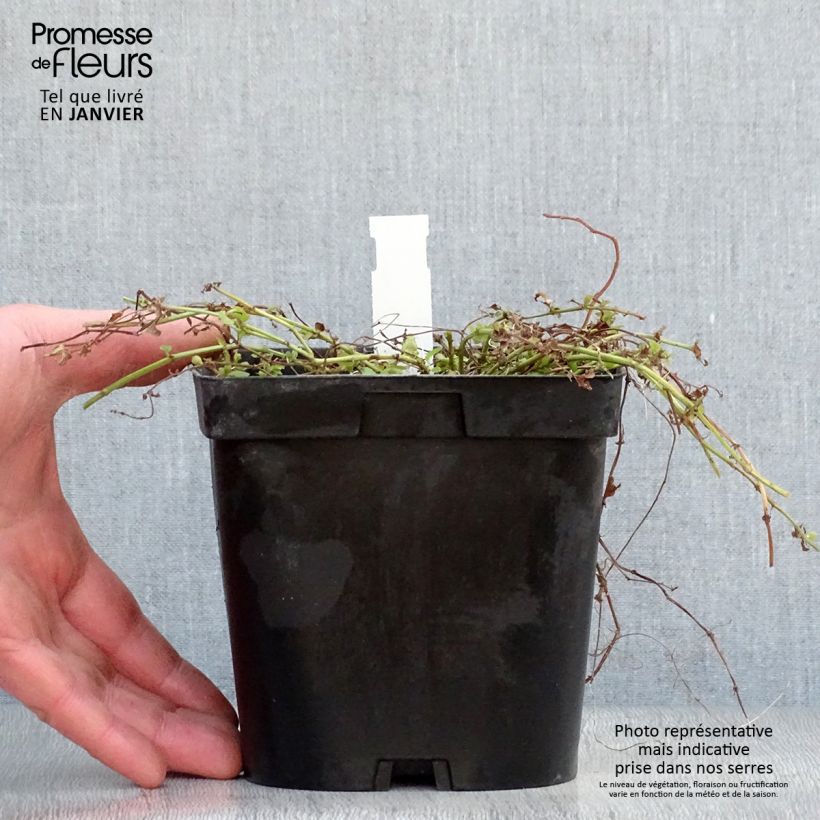 Spécimen de Lysimachia nummularia aurea Pot de 2L/3L tel que livré en hiver