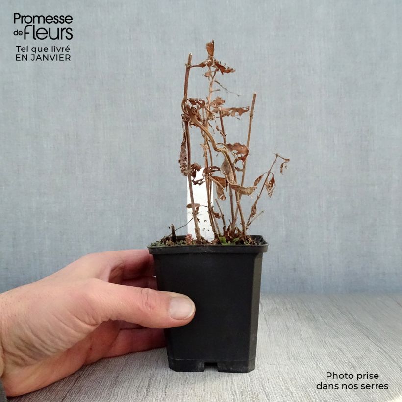 Spécimen de Lysimachia punctata Alexander - Lysimaque panachée Godet de 8/9 cm tel que livré en hiver