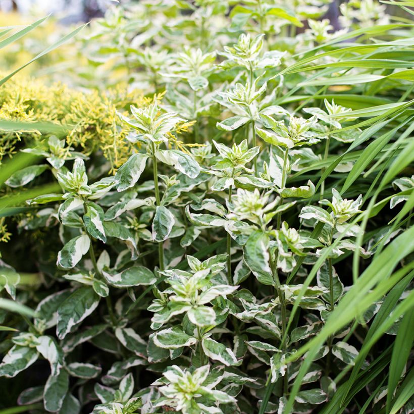 Lysimachia punctata Alexander - Lysimaque panachée (Port)