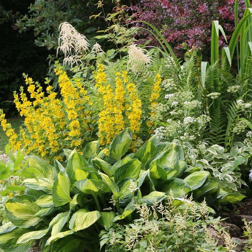 Lysimachia punctata - Lysimaque ponctuée (Port)