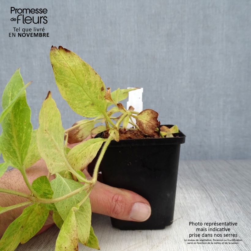 Spécimen de Lysimachia punctata - Lysimaque ponctuée Godet de 8/9 cm tel que livré en automne