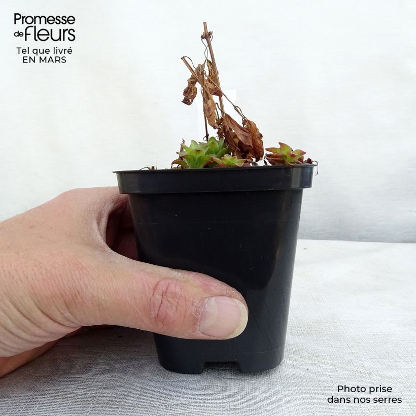 Spécimen de Lysimachia punctata - Lysimaque ponctuée Godet de 8/9 cm tel que livré en hiver