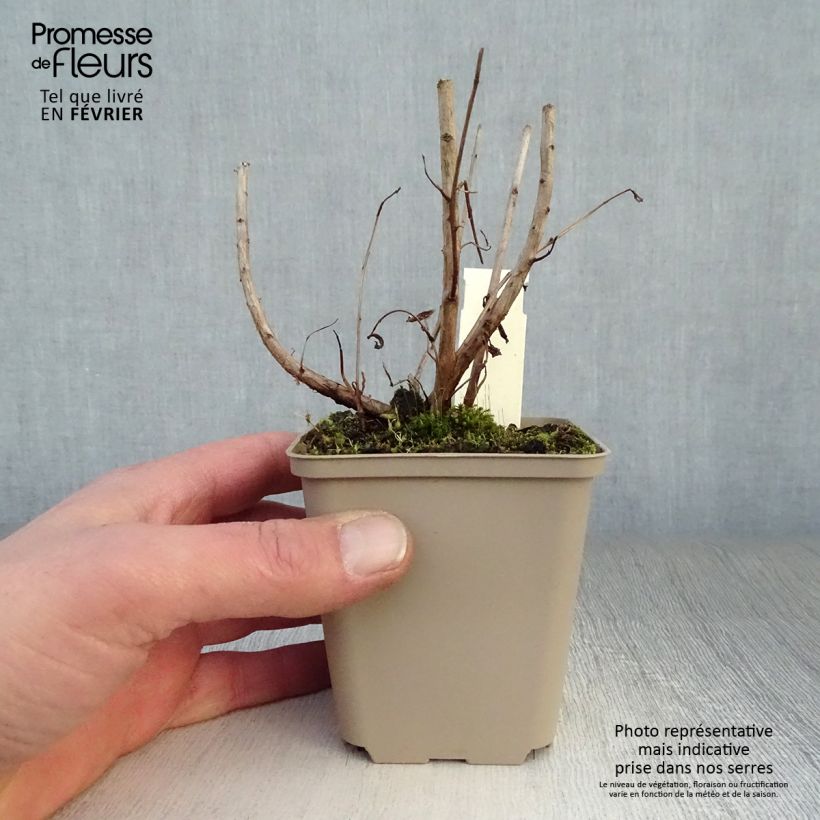 Spécimen de Lythrum salicaria Blush - Salicaire commune Godet de 8/9 cm tel que livré en hiver