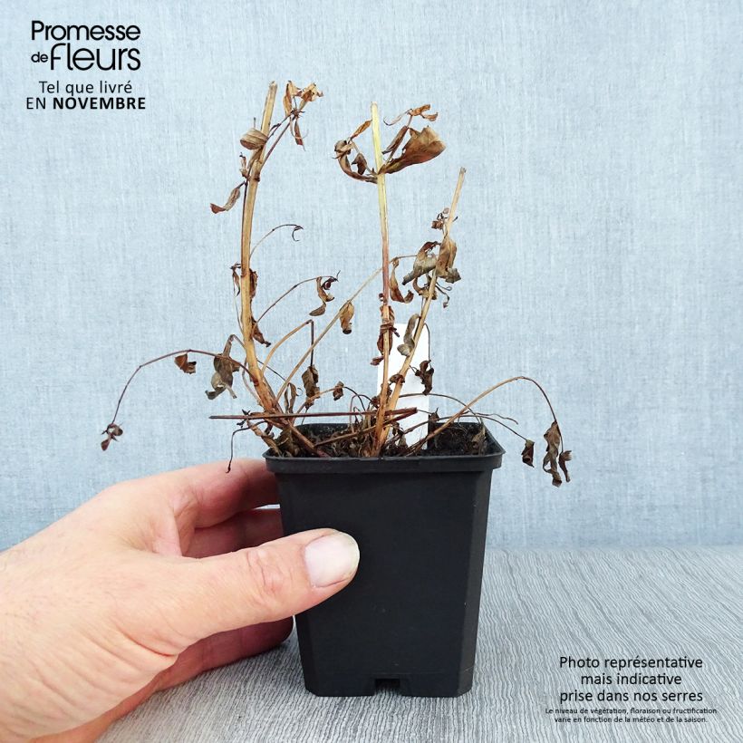 Spécimen de Lythrum salicaria Robert - Salicaire commune Godet de 8/9 cm tel que livré en automne