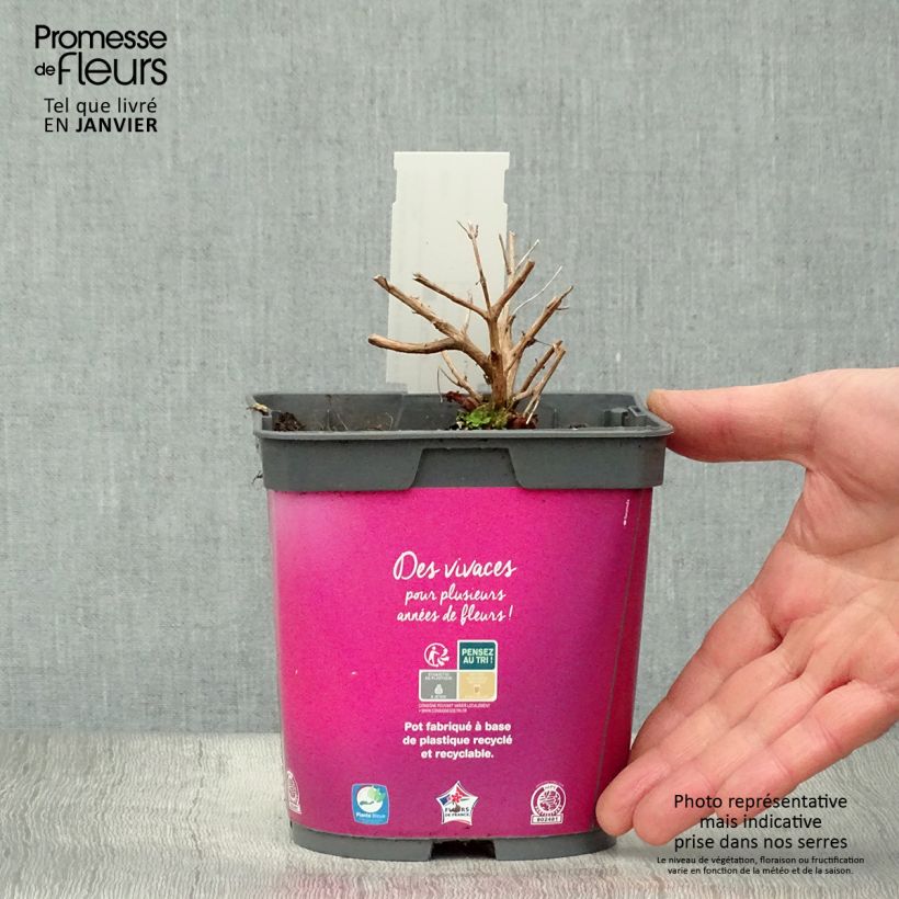 Spécimen de Lythrum salicaria Robert - Salicaire commune Pot de 2L/3L tel que livré en hiver