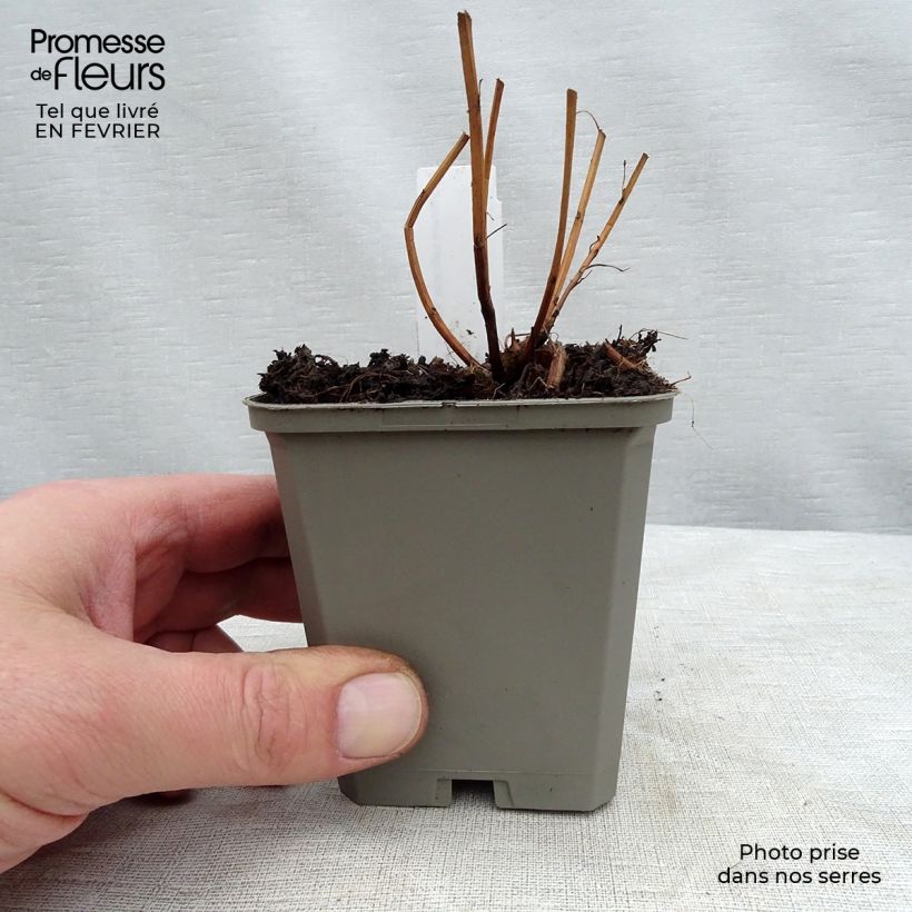 Spécimen de Lythrum salicaria Robert - Salicaire commune Godet de 8/9 cm tel que livré en hiver