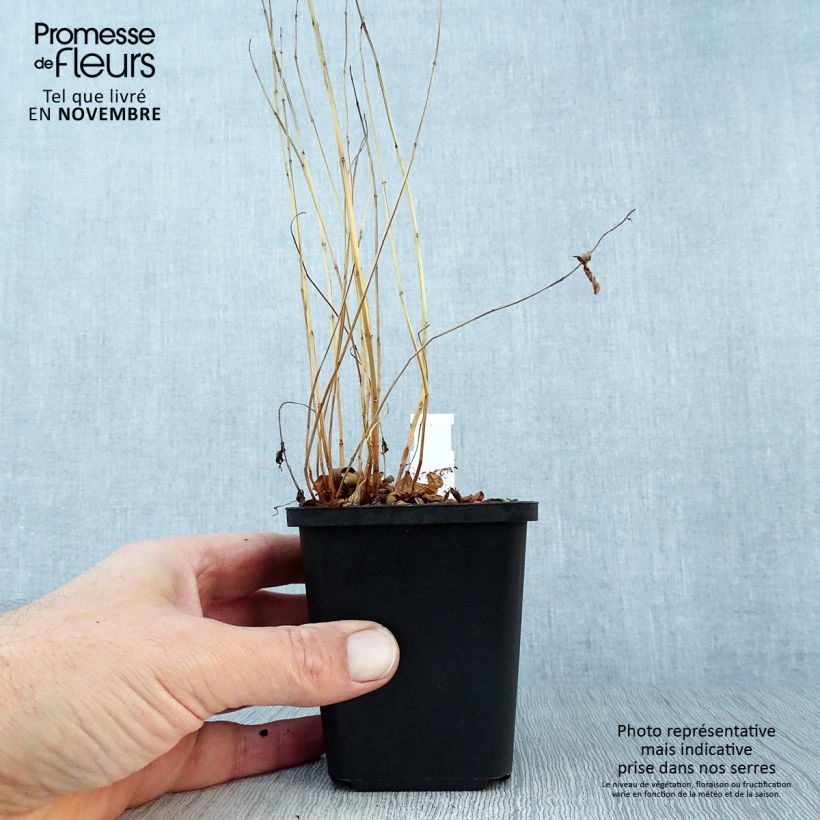 Spécimen de Lythrum salicaria - Salicaire Godet de 8/9 cm tel que livré en automne