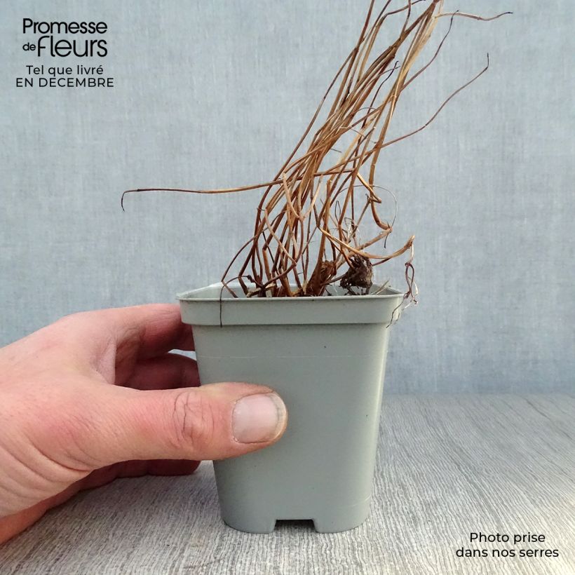 Spécimen de Lythrum salicaria - Salicaire Godet de 8/9 cm tel que livré en hiver