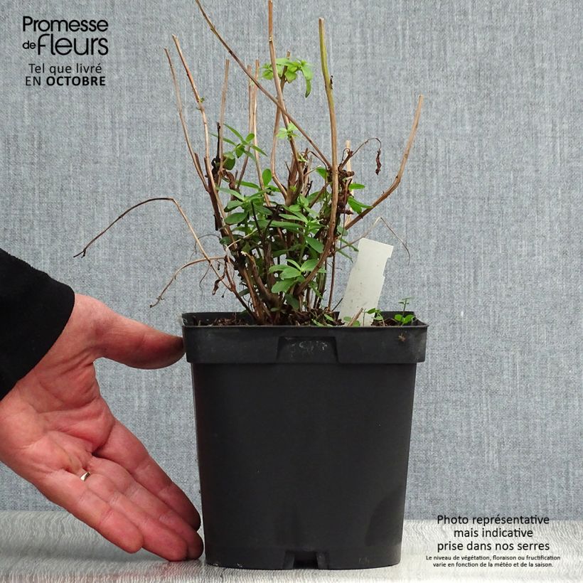Spécimen de Lythrum salicaria - Salicaire Pot de 2L/3L tel que livré en automne
