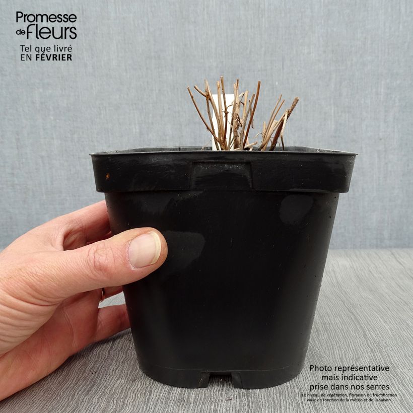 Spécimen de Lythrum salicaria - Salicaire Pot de 2L/3L tel que livré en hiver