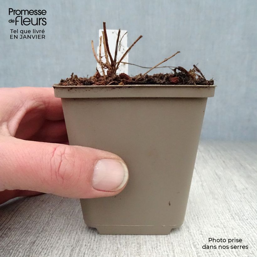 Spécimen de Lythrum salicaria Swirl - Salicaire commune Swirl Godet de 8/9 cm tel que livré en hiver