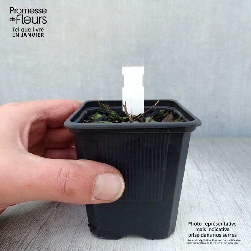 Spécimen de Lythrum salicaria The Beacon - Salicaire commune The Beacon  Godet de 8/9 cm tel que livré en hiver