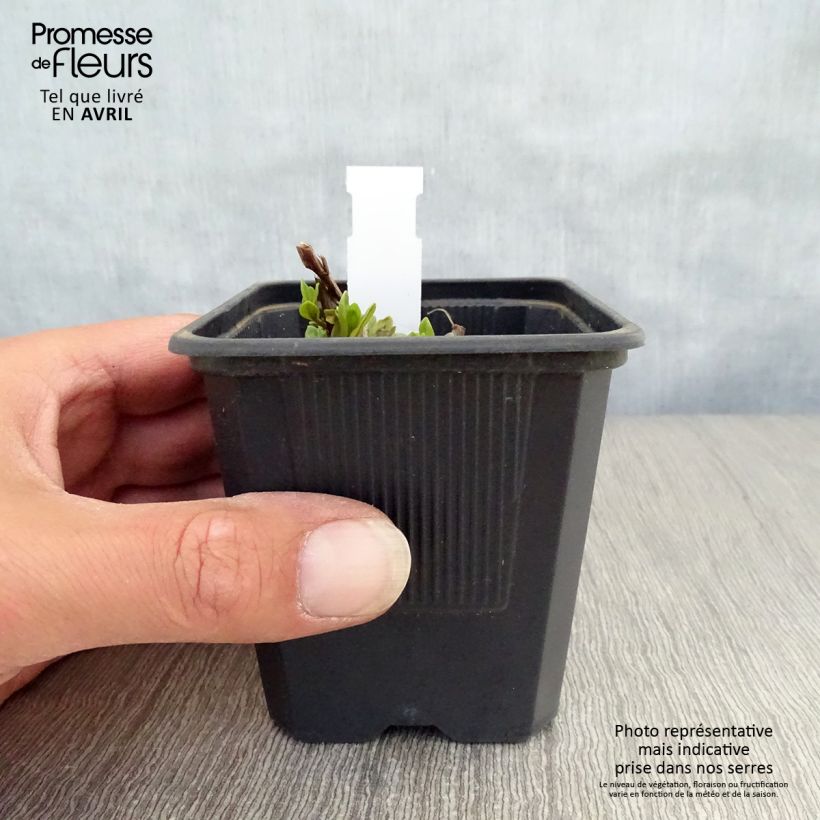 Spécimen de Lythrum salicaria The Beacon - Salicaire commune The Beacon  Godet de 8/9 cm tel que livré au printemps