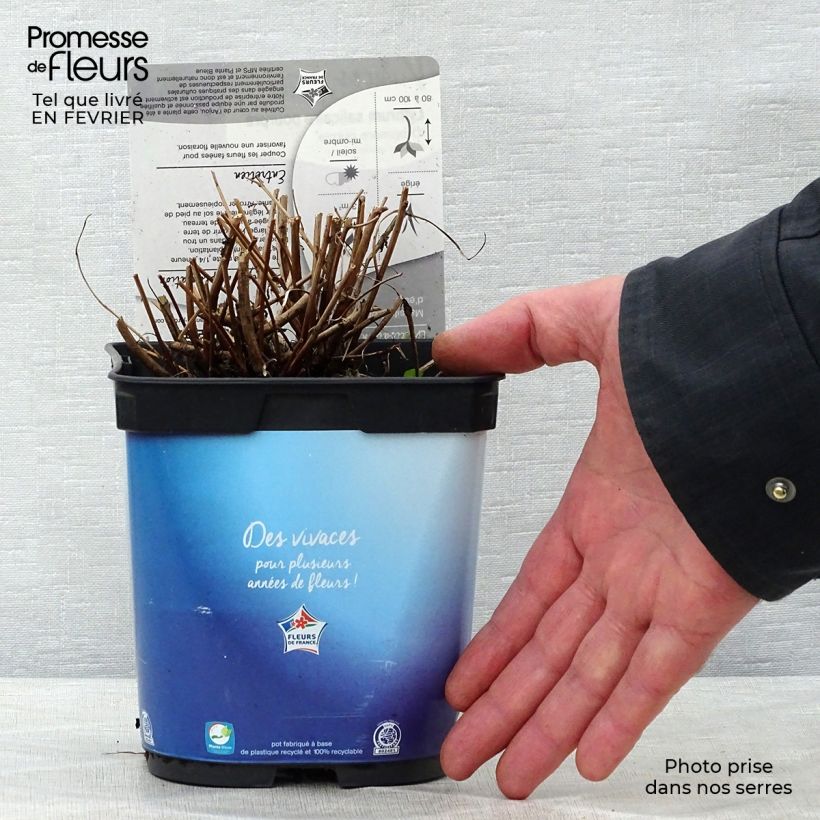 Spécimen de Lythrum virgatum Dropmore Purple Pot de 2L/3L tel que livré en hiver