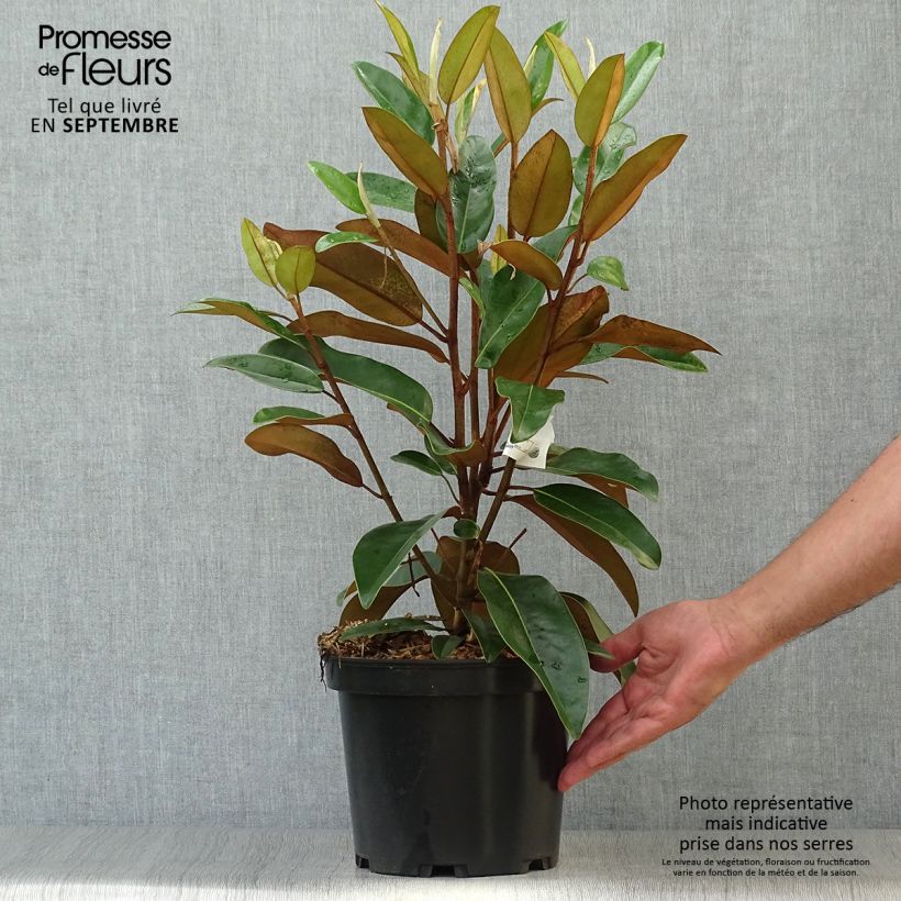 Spécimen de Magnolia grandiflora Alta Pot de 4L/5L tel que livré en automne